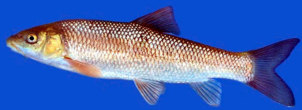 Luciobarbus guiraonis_03.jpg